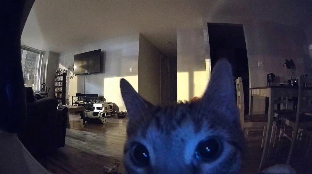 Katze schaut direkt in das Weitwinkelobjektiv einer Heimkamera – typischer Moment auf Haustier-Überwachungskameras